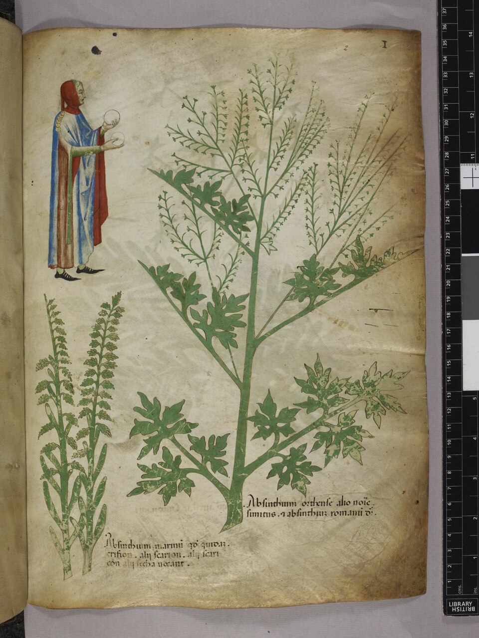 A folio from Tractatus de Herbis, Sloane MS 4016